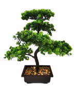 24LK072 Bonsai 36cm